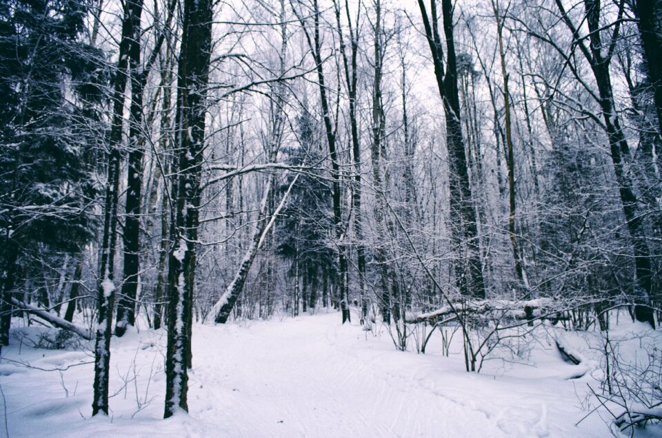 Tree season coldly