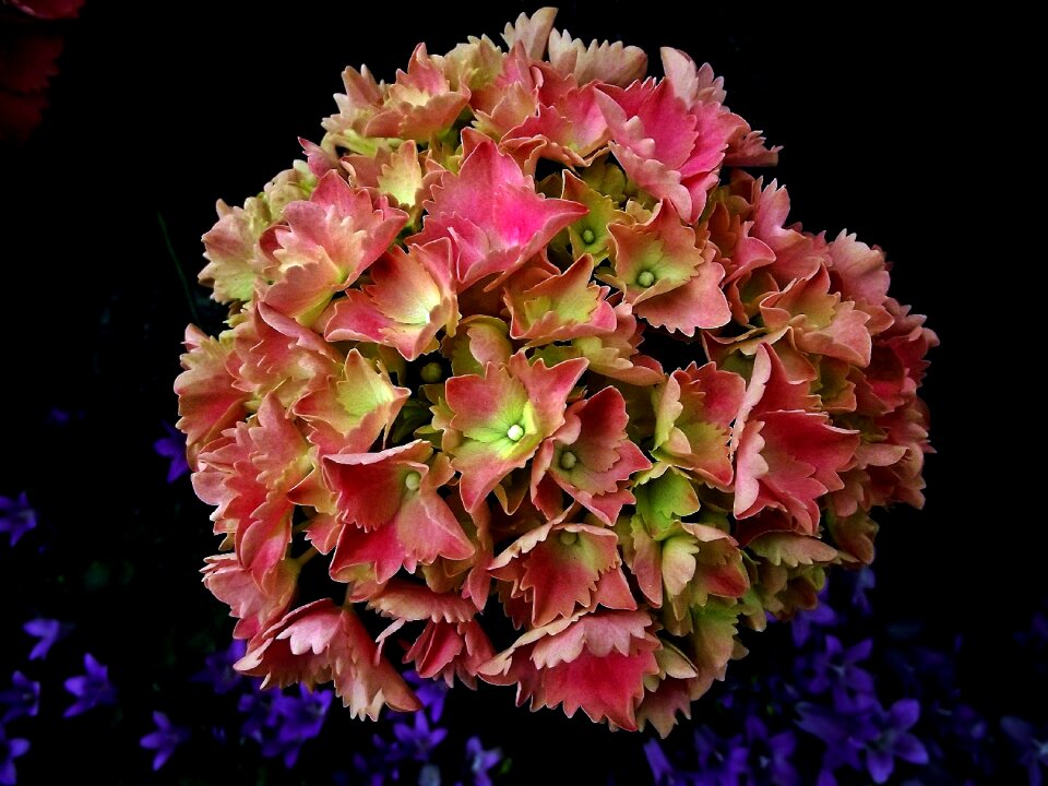 Plant garden closeup