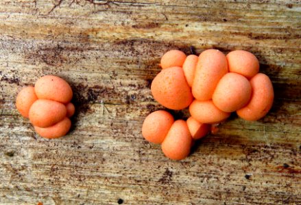 Lycogala epidendrum Kiev1