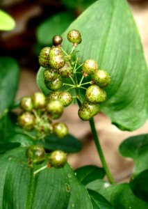 Maianthemum bifolium Kiev obl