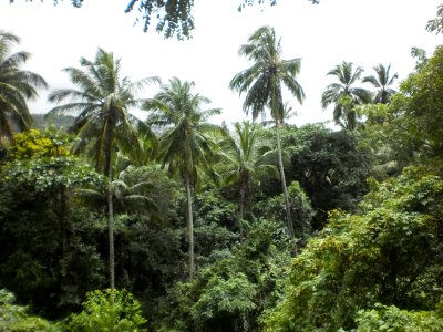 Mata Atlântica - Olinda, PE