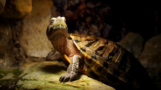 Armor turtle krupnyj plan