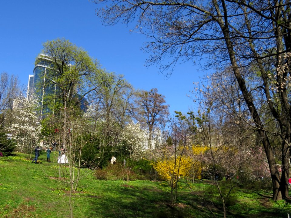 Magnolia Fomin1