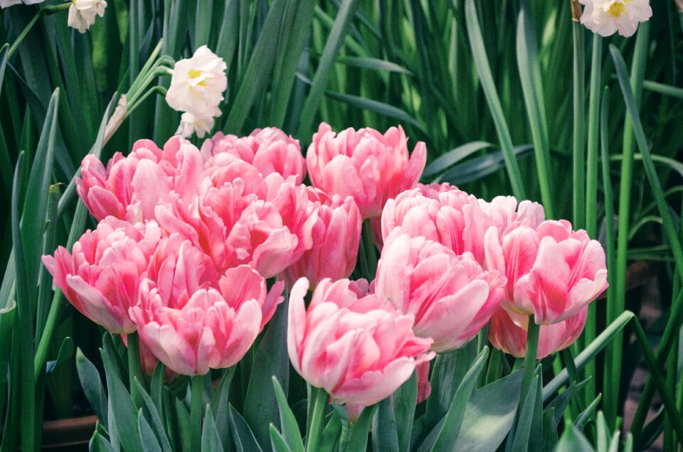 Garden nature sheet