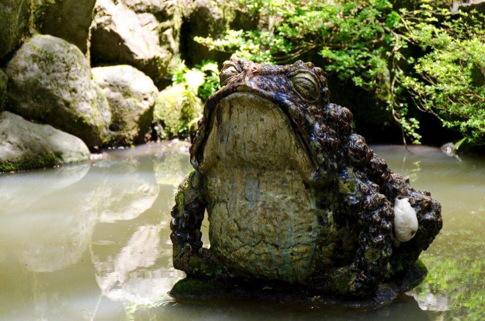 Frog water tranquil photo