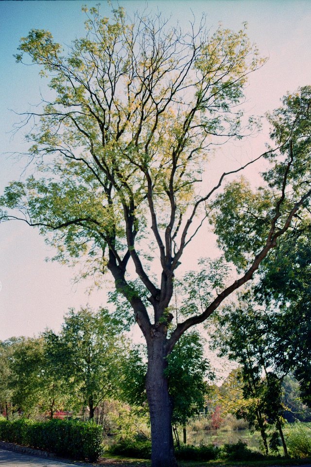 Mettingen Nordhausen Fraxinus excelsior