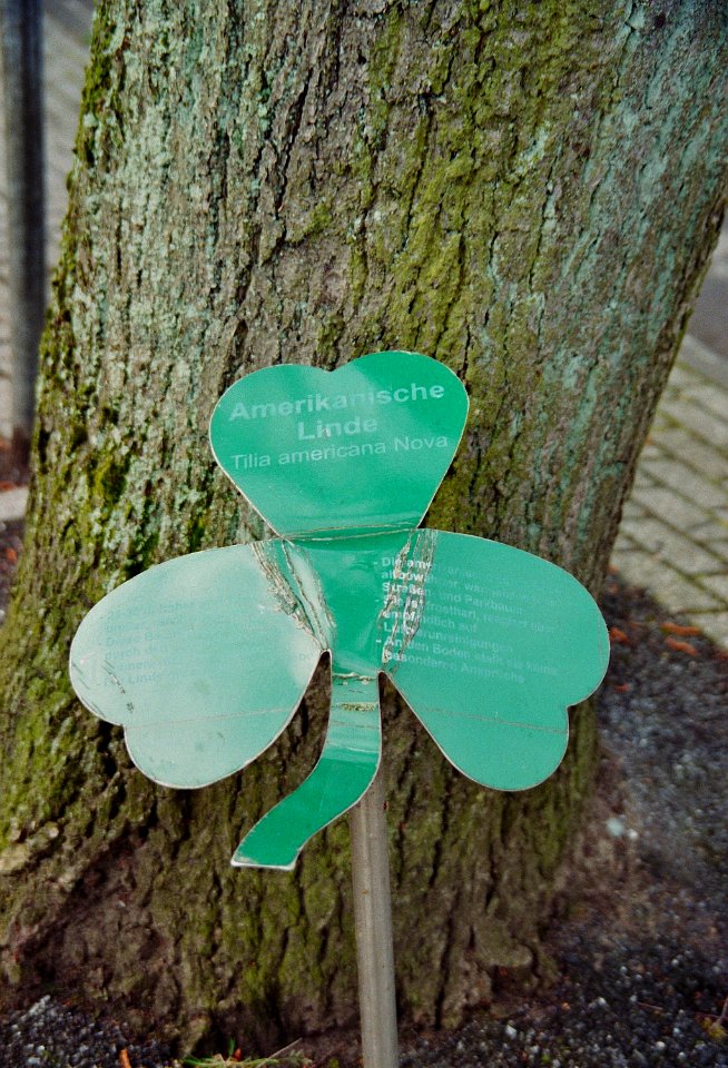 Mettingen Tilia americana Nova 2