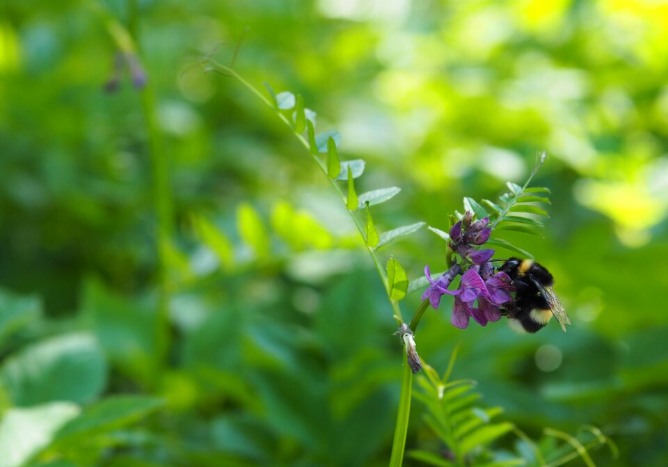 Garden summer hummel