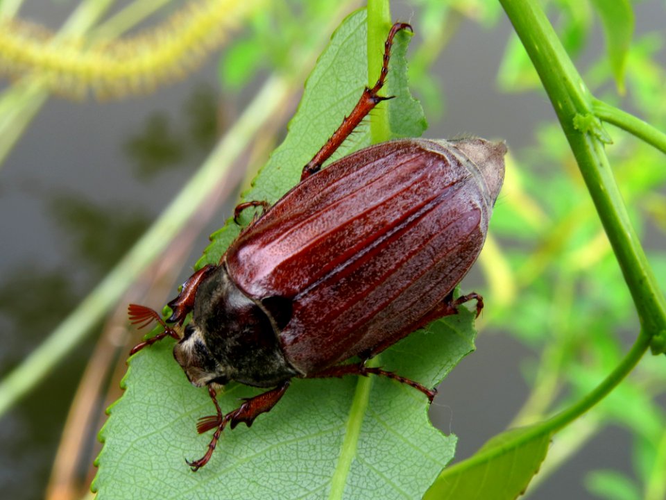 Melolontha hippocastani Desna2