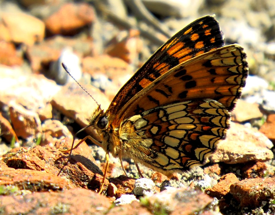 Melitaea athalia2