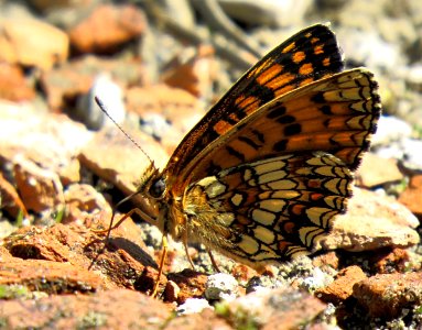 Melitaea athalia2
