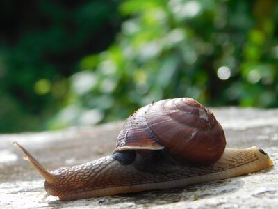 Snail stone plants