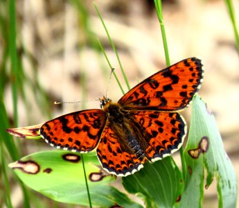 Melitaea didyma3