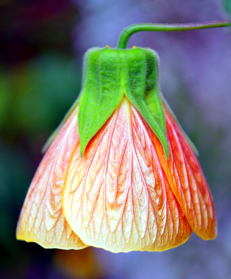 Flower bell garden
