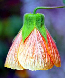 Flower bell garden