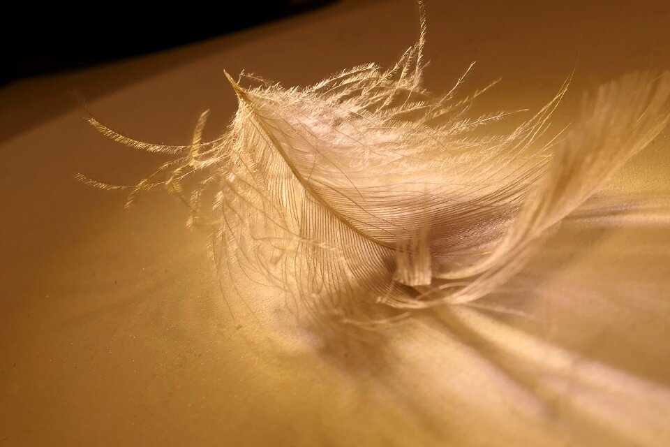 Bird feather fluffy lightweight