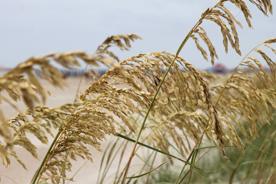 Shore summer seaside