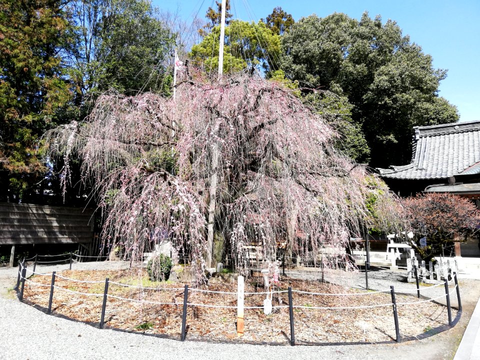Nagara Tenjin Shrine 20210317 09
