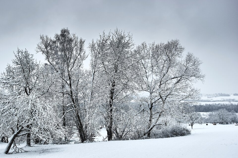 Cold tree frozen photo