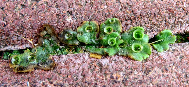 Marchantia polymorpha Kiev1