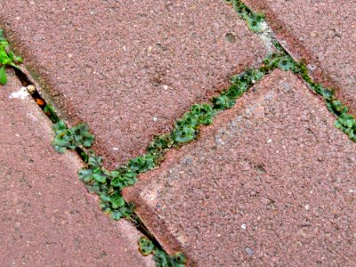 Marchantia polymorpha Kiev2