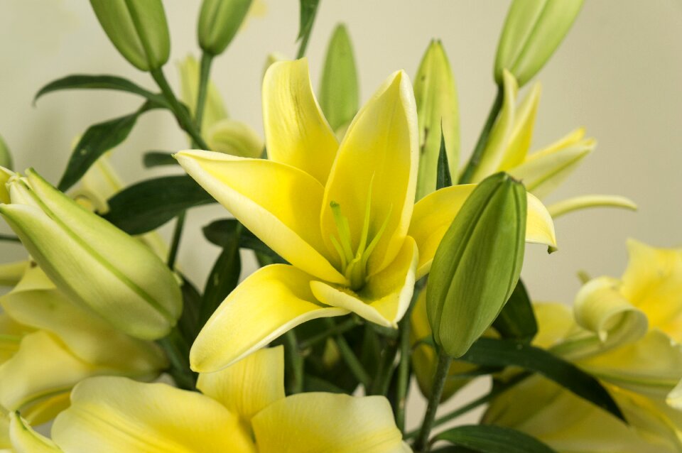 Yellow the beauty plant
