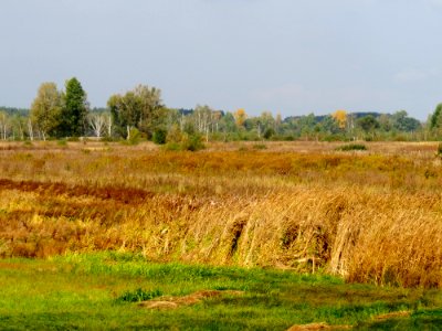 N. Dubechnya medows2
