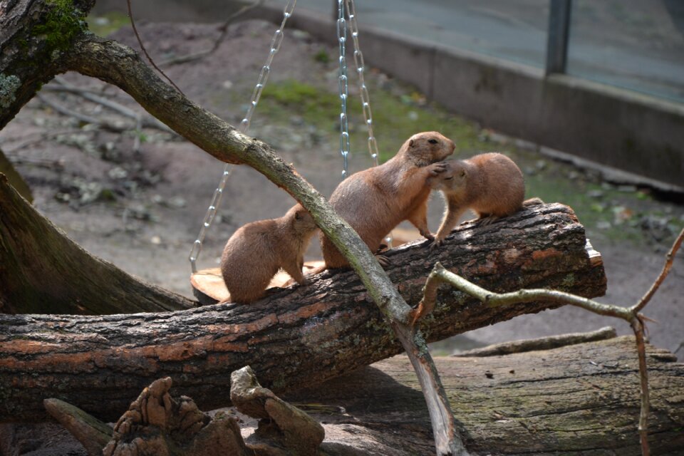 Animal tree wild