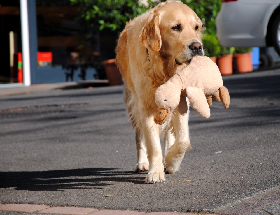 Dear purebred dog big dog
