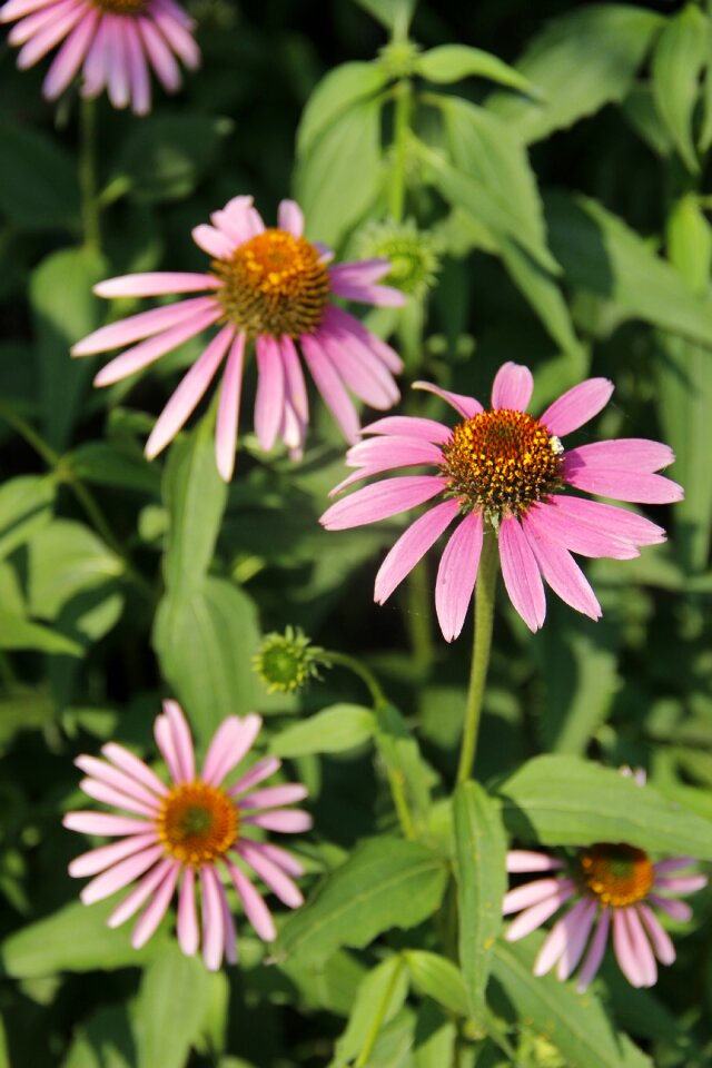 Little flower flower purple photo