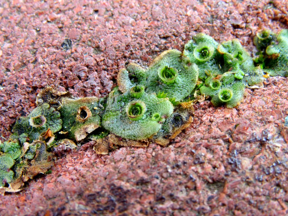 Marchantia polymorpha Kiev3