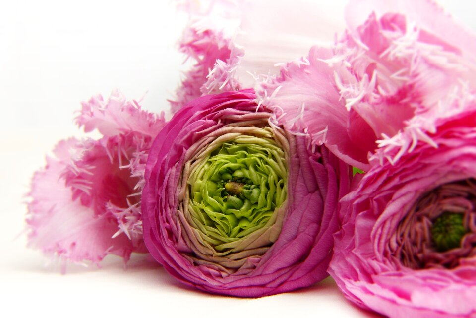 Ranunculus tulip tender