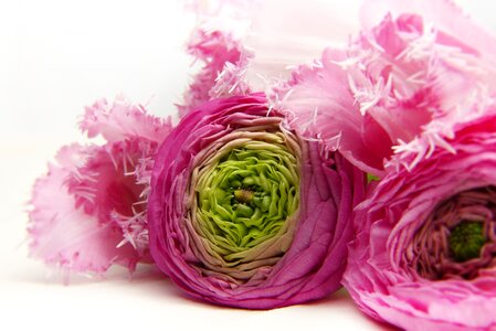 Ranunculus tulip tender