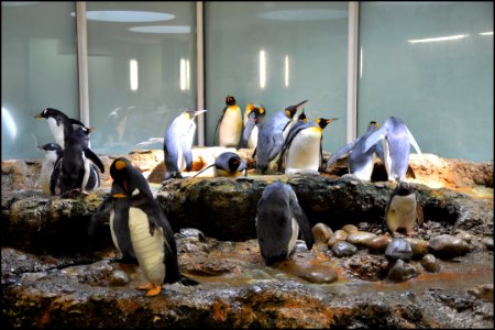 Manchots - Zoo de Bâle
