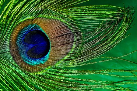 Bird close up blue