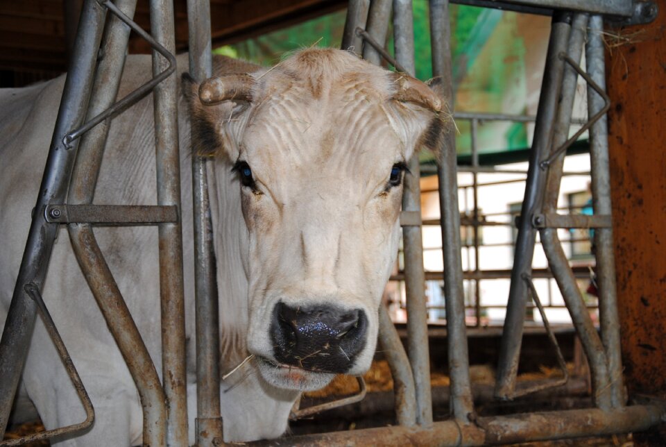 Agriculture milk cow nature