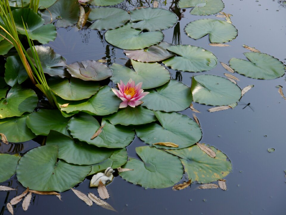 Aquatic plant teichplanze blossom photo