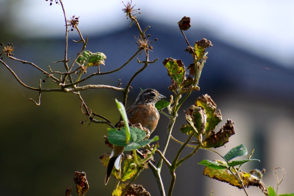 Little bird bunting the juveniles