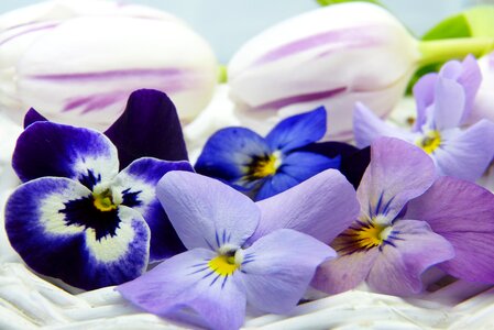 Purple blue nature