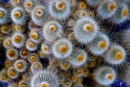 Plant close up pattern