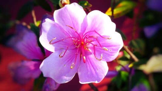 Flower color pink color pink nature