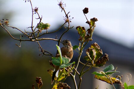 Little bird bunting the juveniles