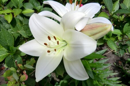 Summer lily flowers photo