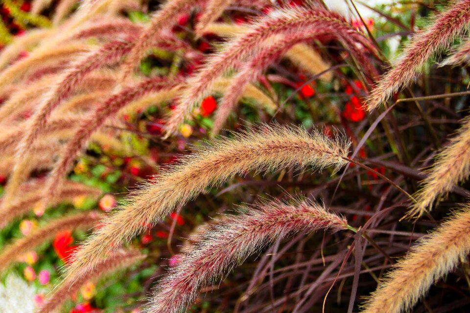 Bush perennial plant brown