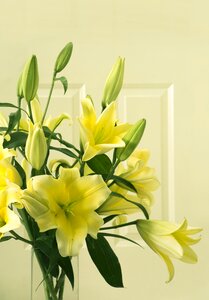 Yellow the beauty plant
