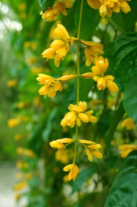 Yellow flowers bunches of flowers vines