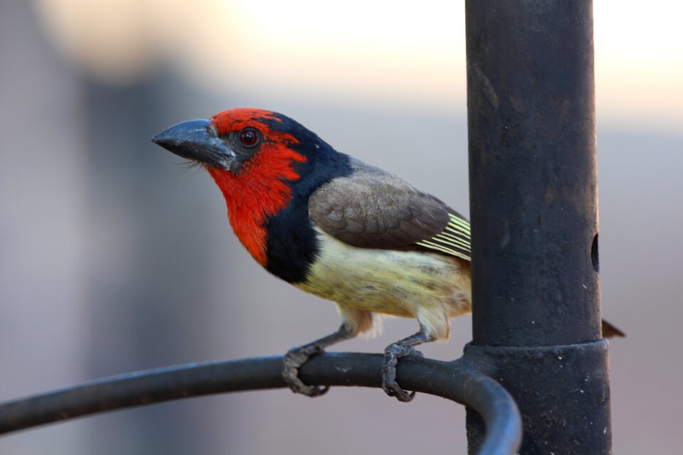 Wildlife perched feather