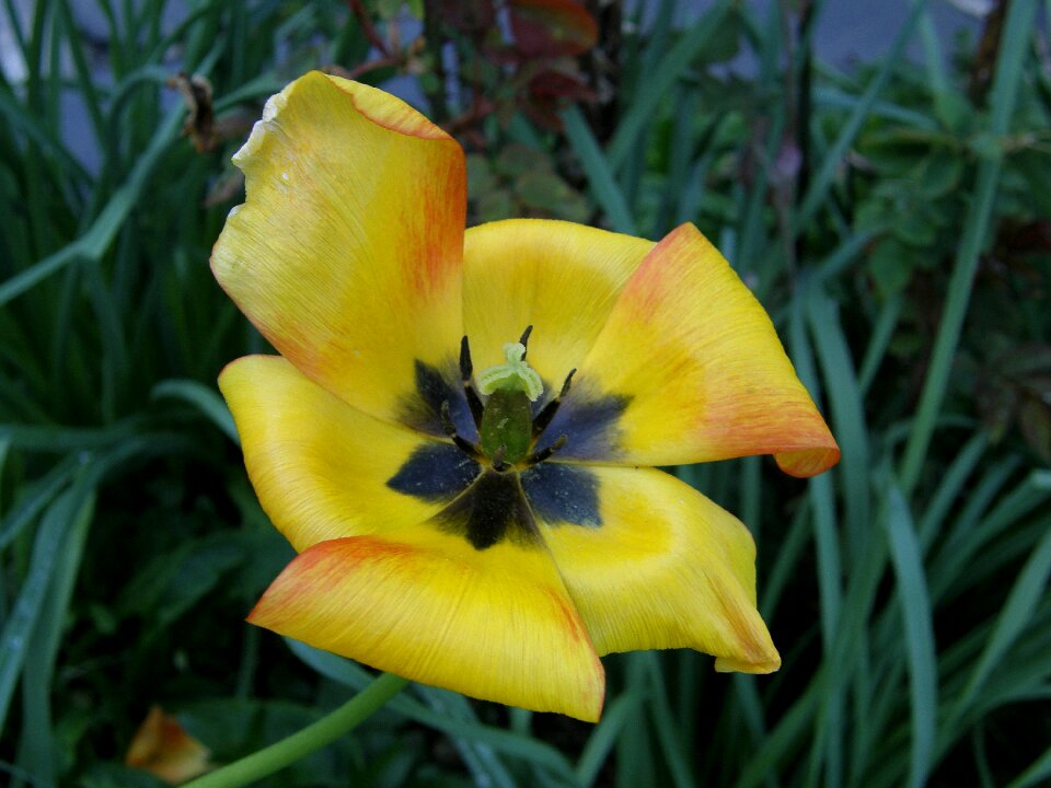 Garden plant close up