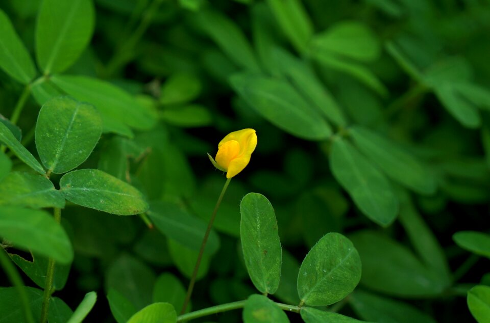 Flower solitary yellow