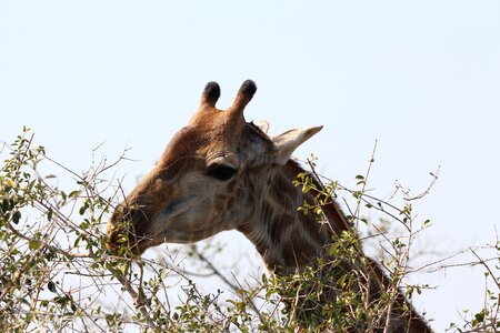 Animal safari tall photo